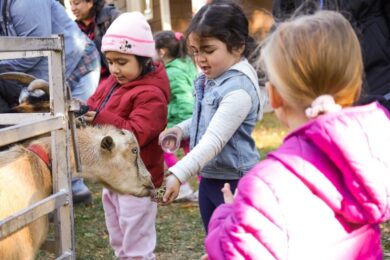 Post Avenue Preschool students feed a goat from the petting zoo.